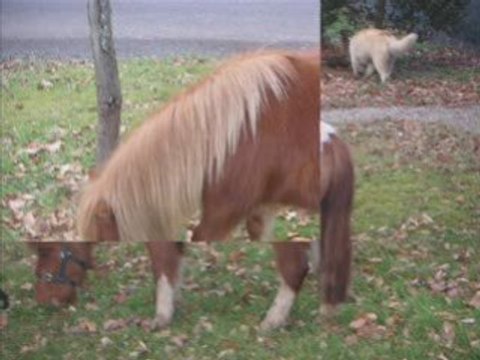 poneys février 2009_0001