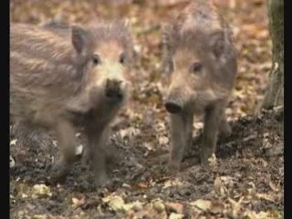 Le Sanglier