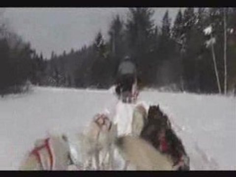 chien de traineau au Gite du Maudit Francais au Québec