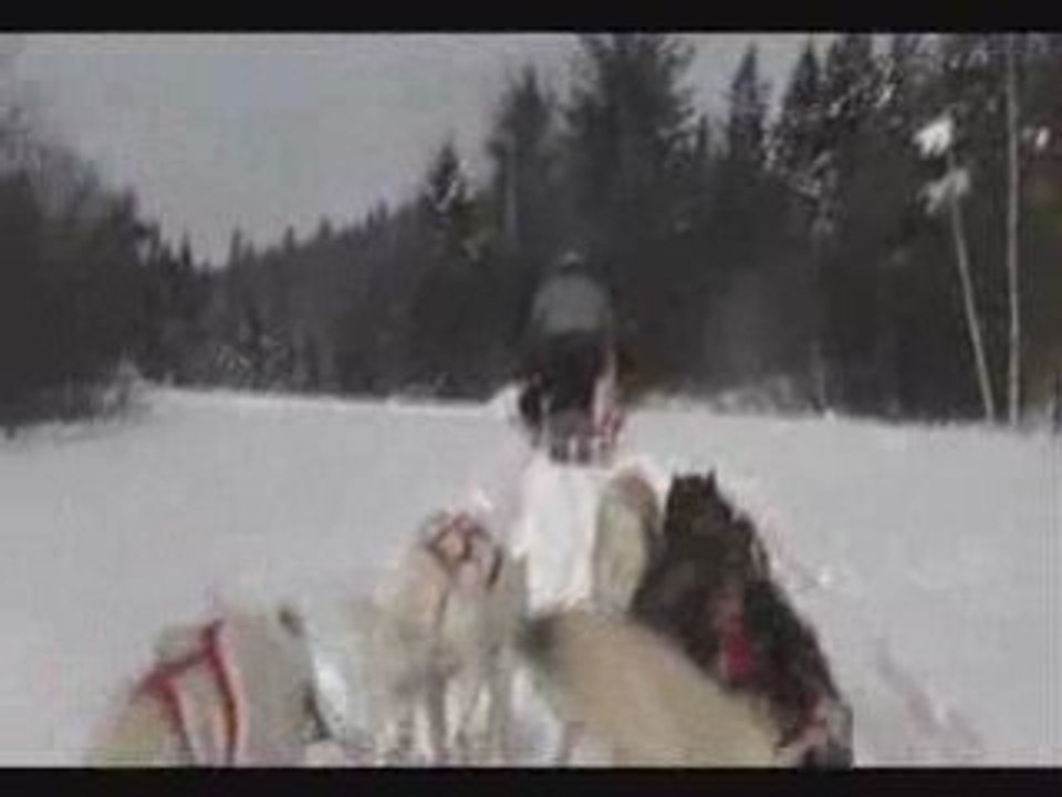 chien de traineau au Gite du Maudit Francais au Québec