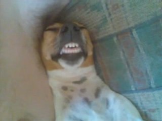 Sleepwalking dogs: Bizkit and his snoozing friends