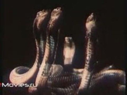 В объективе - животные. Змеи
