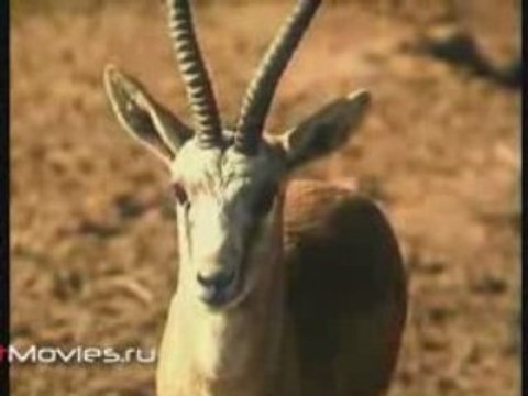 В объективе - животные. Главного глазами не увидишь