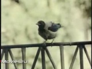 Серая ворона
