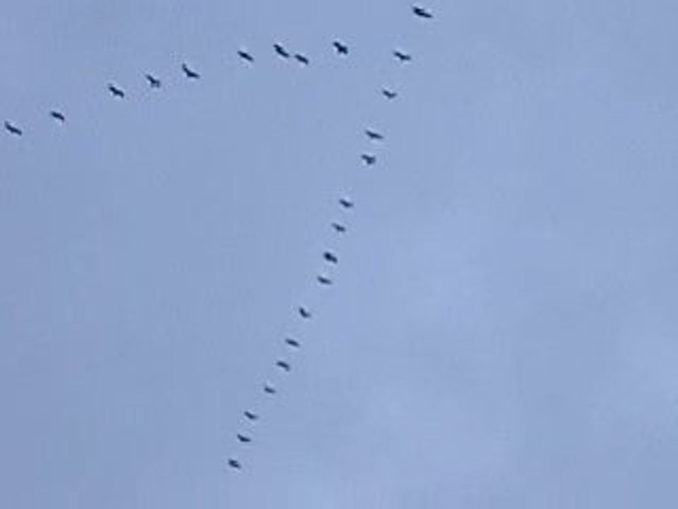 Elles arrivent