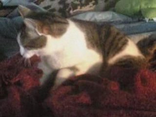 Un chat qui a un doudou