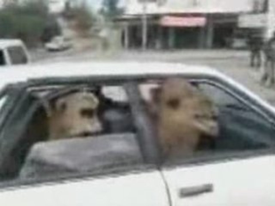Comment mettre deux chameaux dans une voiture ?