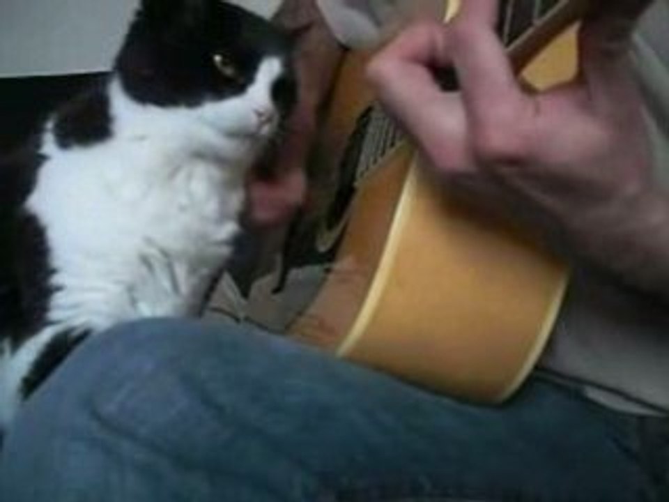 la calin du Chat et de la  guitare