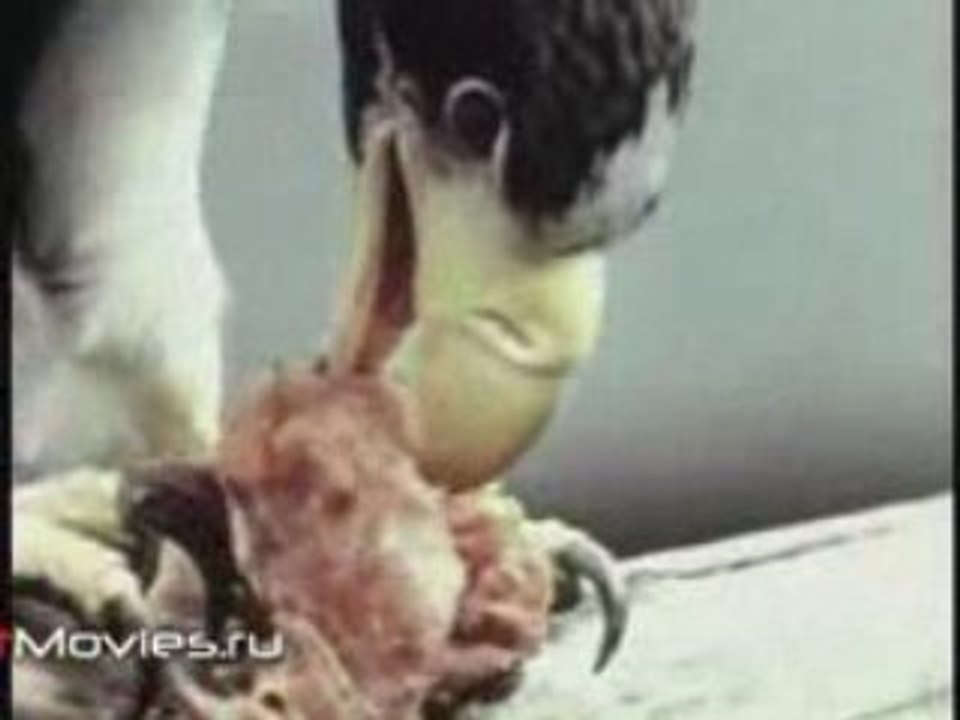 В объективе животные. Гнездо на краю света