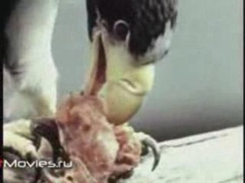 В объективе животные. Гнездо на краю света