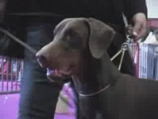 CACIB Valence 2009 D'Zeus Fedone De La Villa Valiano