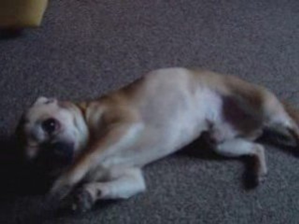 Chien dréssé (Chihuahua)