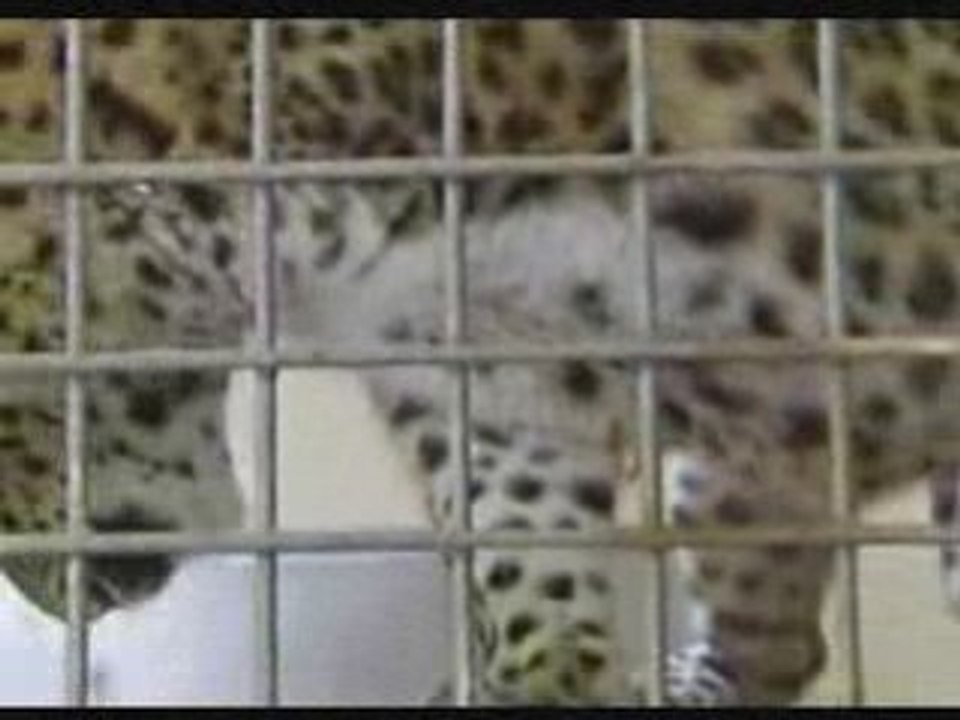 TIGRE CON TRE PIES MUY RARO