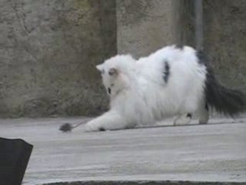 souris en péril ! ép1