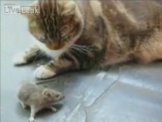 Chat et Rat Amitie Eternelle
