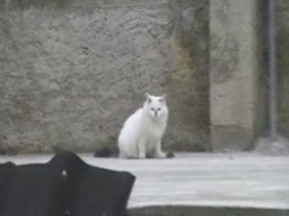 souris en péril ! ép2