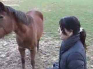 Des oies et chevaux Belge (à Virton)
