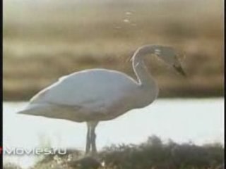 В объективе животные. Малый лебедь