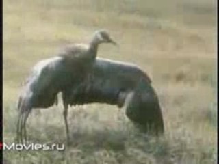 В объективе животных. Край непуганных птиц