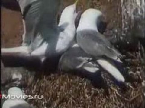 В объективе животные. Птичьи базары