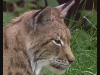 Le Lynx Boréal