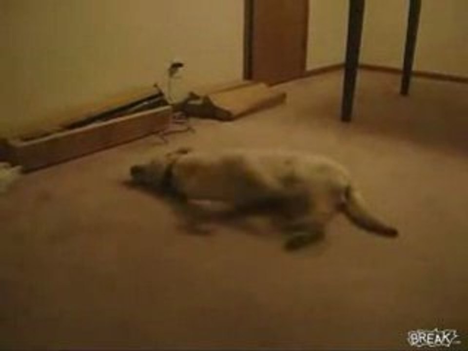 Le chien de Régis