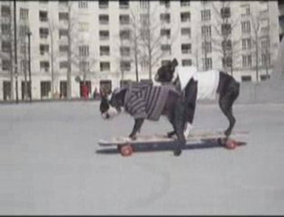 skateboarding Puppy
