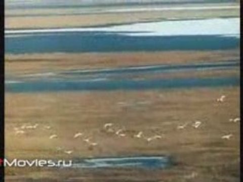 В объективе животные. В поисках белого кречета