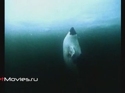 В объективе животные. Гренландский тюлень