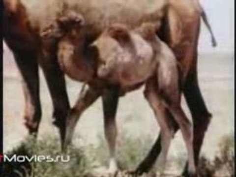 В объективе животные. Дромадеры, бактрианы