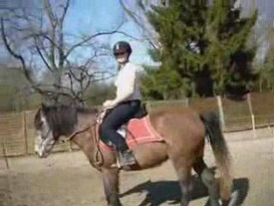 RAMSES - DRESSAGE ET OBSTACLE