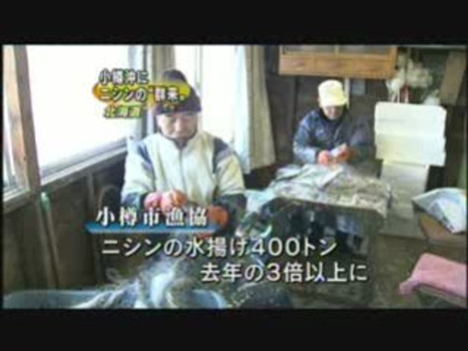090302小樽ニシン郡来(くき)