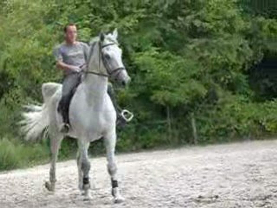Holsteiner de 11 ans pour dressage (EQUIRODI.com)