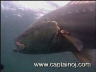 Le magnifique maigre d'Aurélie aout 2008