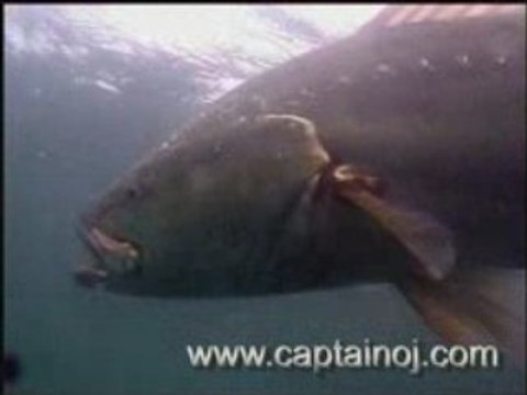 Le magnifique maigre d'Aurélie aout 2008