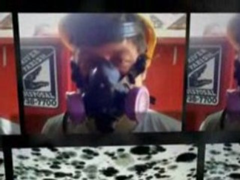 Black Mold symptoms: Black Molds are hazardous to Health