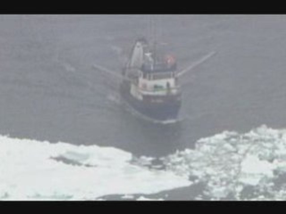 Canadian hunters killing baby harp seals