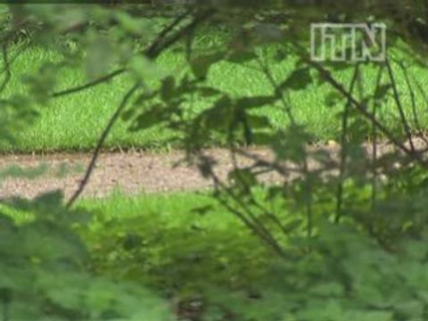 Diseased trees felled