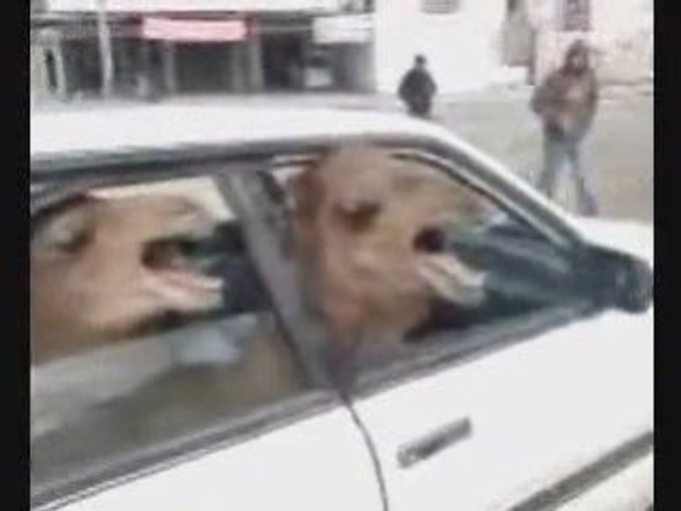 Cammelli in automobile