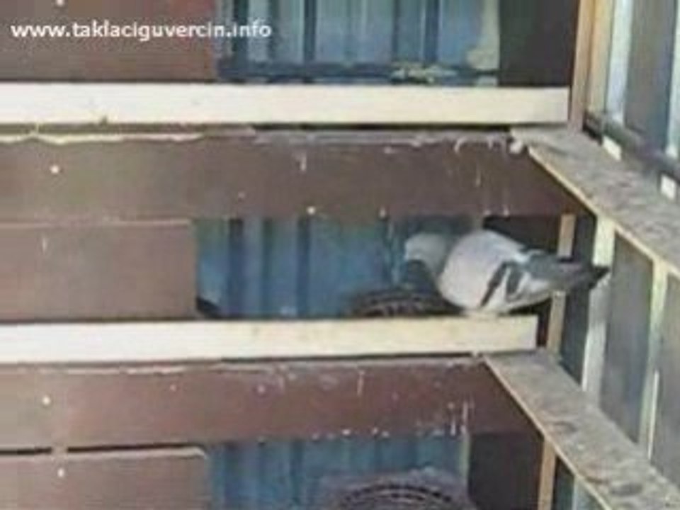 güvercin video