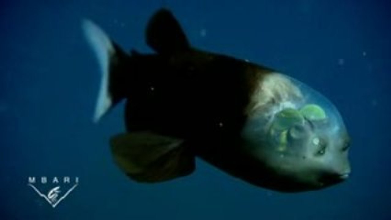 Poisson à tête transparente !!