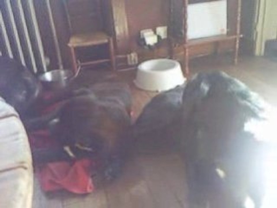 Tigrou joue avec charly