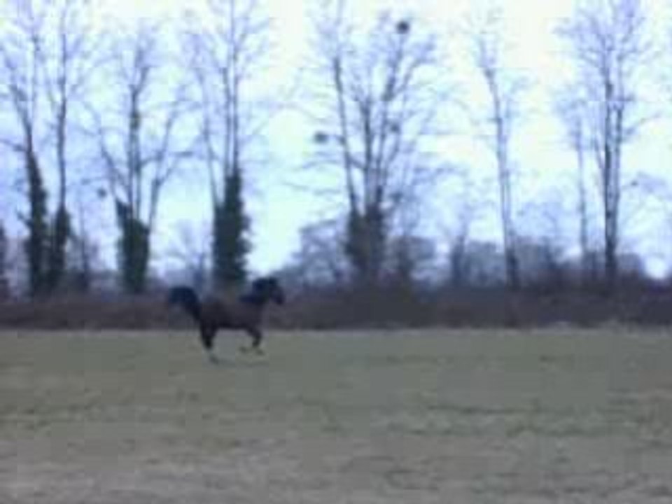 Cheval qui se défoule