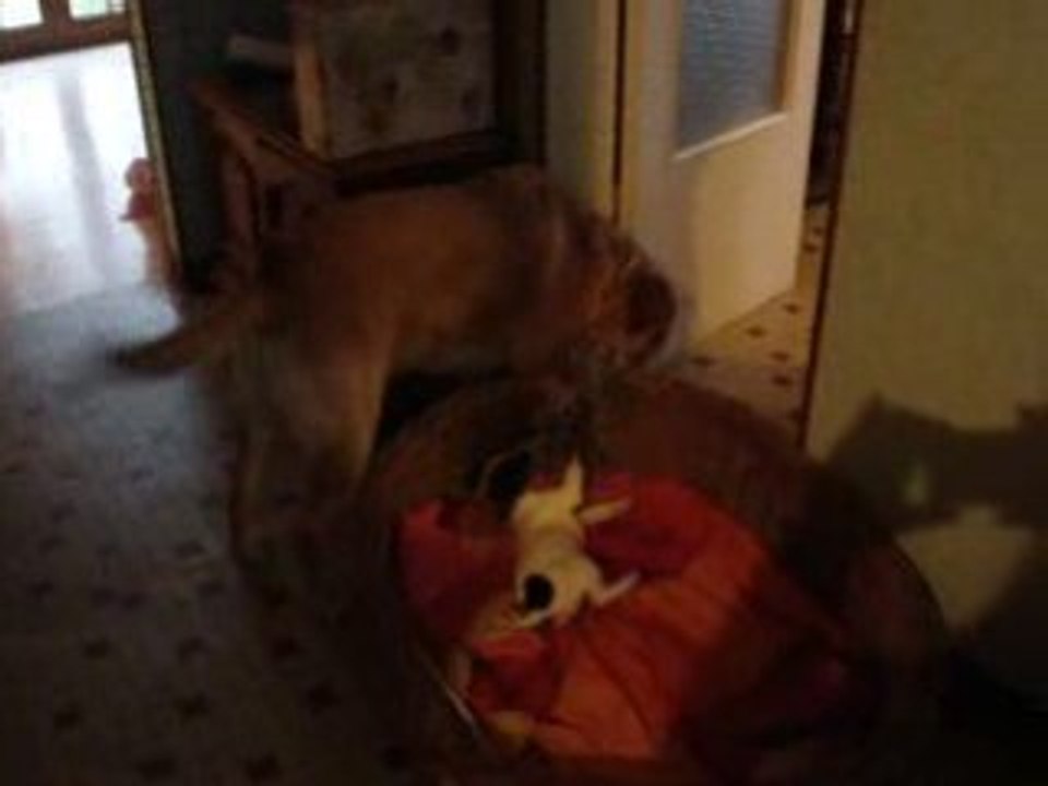 dima et roco se batte