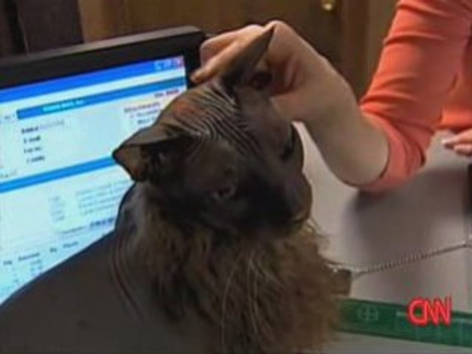 Le chat le plus horrible de la terre