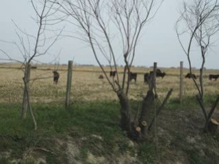 Cote Bleue-Camargue  28.02.09