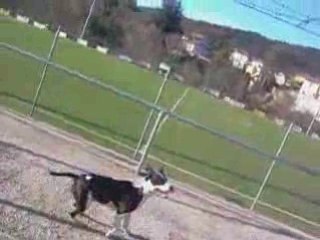 amstaff orka encore folle