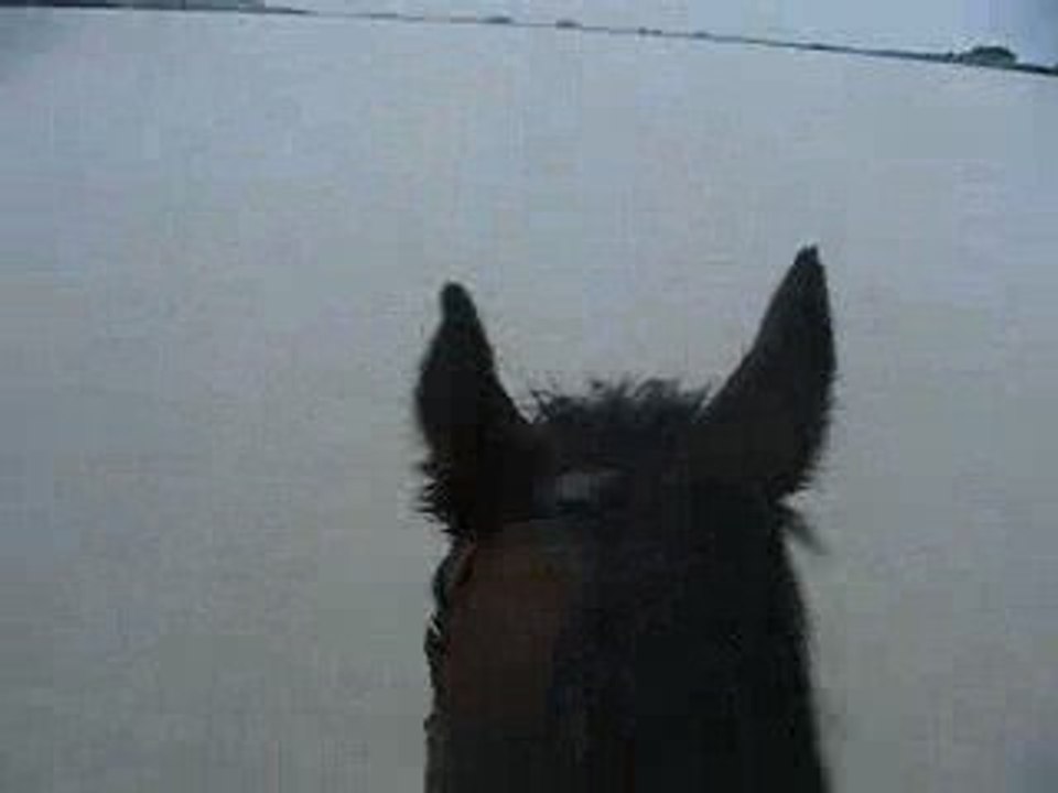 Plage Chevaux =)