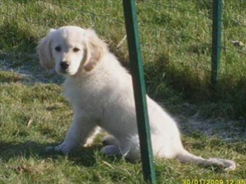 Denver le golden