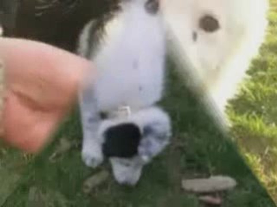 Dakota 3 mois